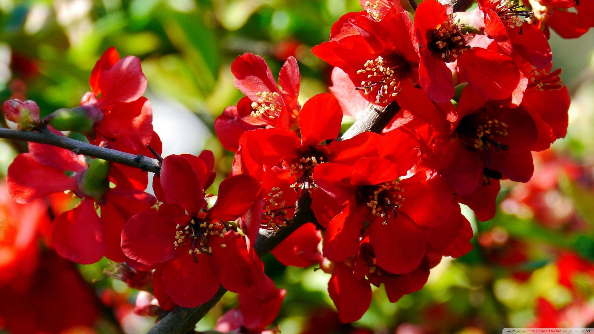 2560x1440 Spring Red Quince Wallpaper