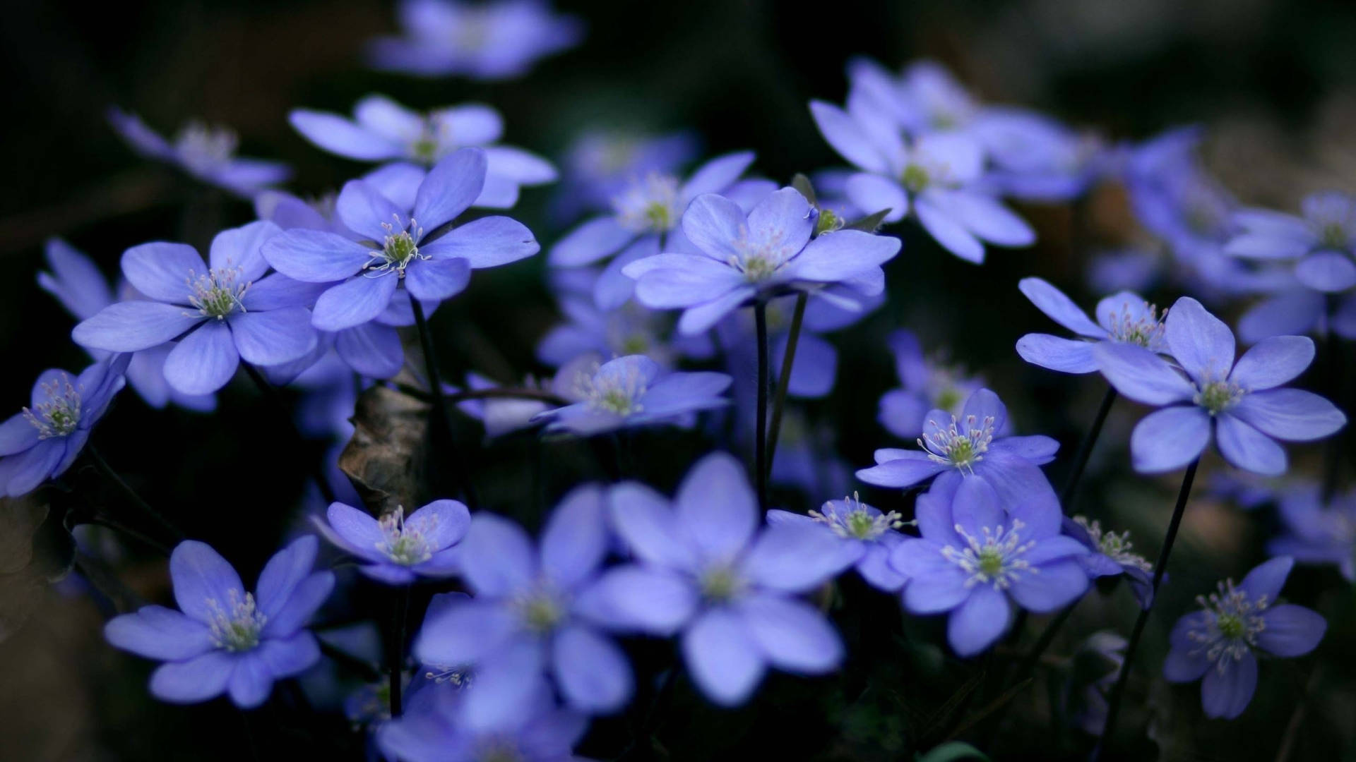 2560x1440 Spring Small Blue Flowers Wallpaper