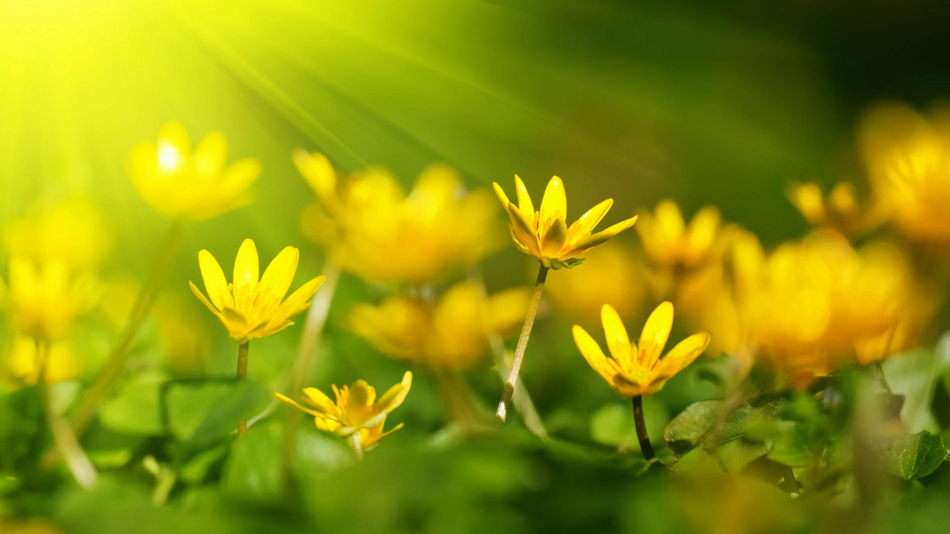 2560x1440 Spring Yellow Flowers Sunshine Wallpaper