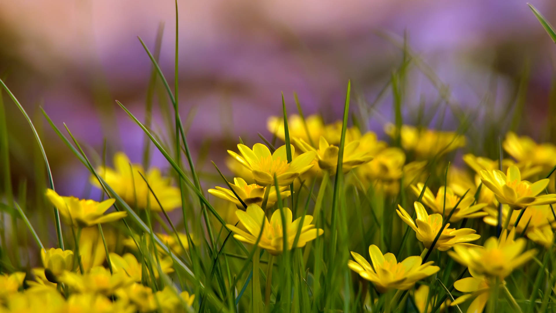 2560x1440 Spring Yellow Grass Flowers Wallpaper