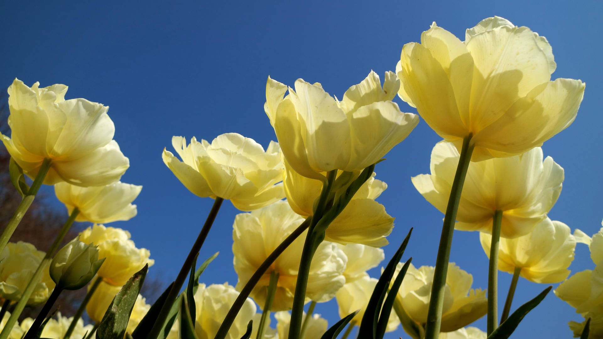 2560x1440 Spring Yellow Tulips Wallpaper