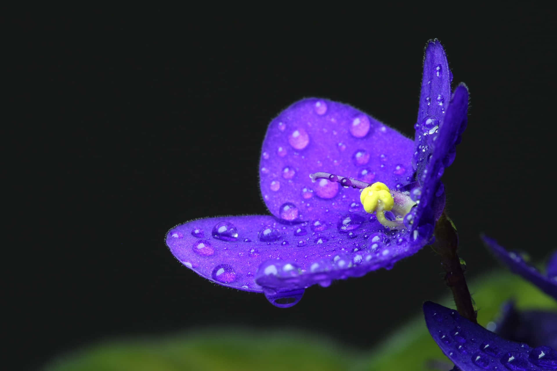 A Purple Flower With Water Droplets On It Wallpaper