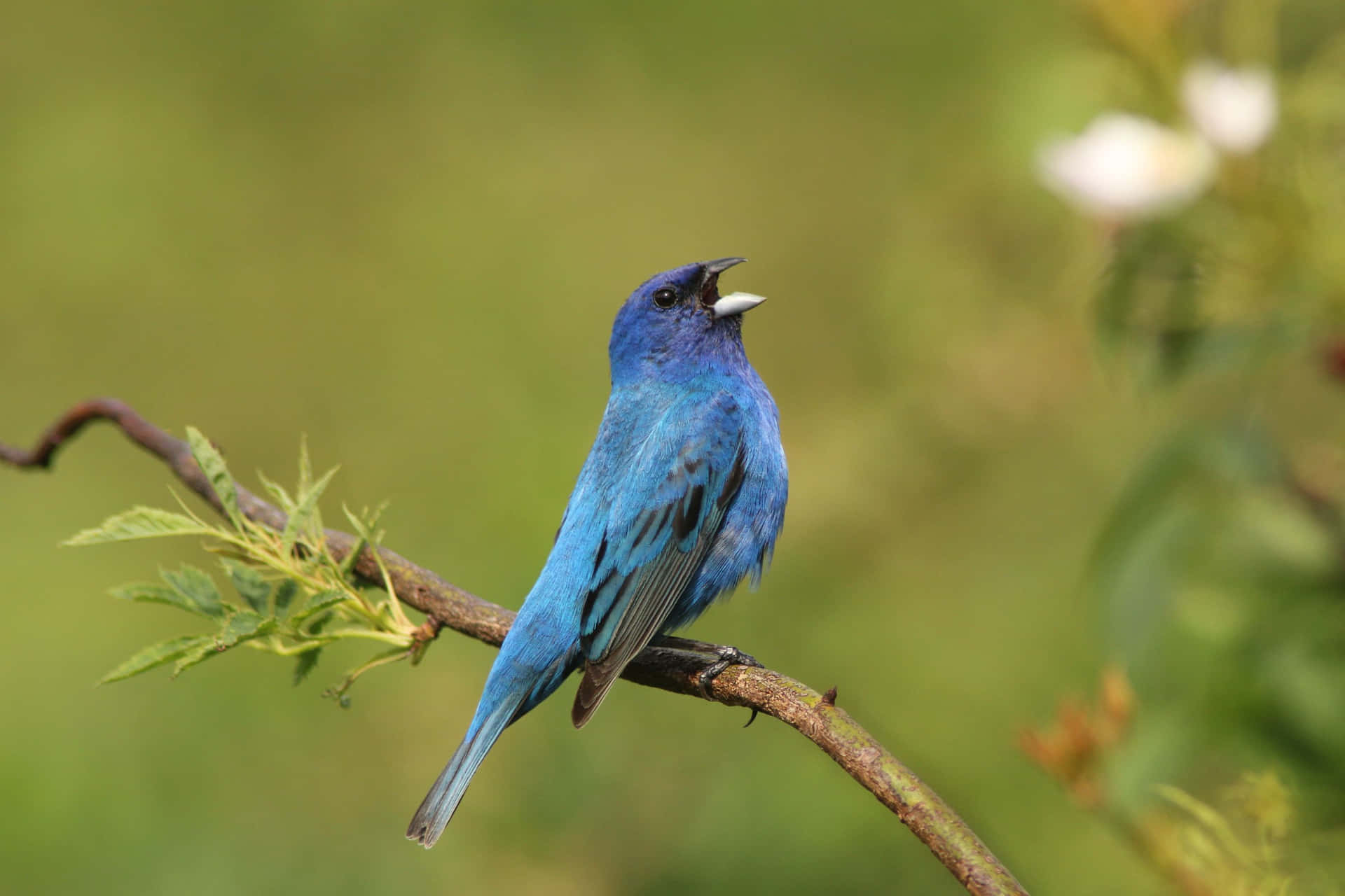 A Blue Bird Is Sitting On A Branch With Flowers Wallpaper