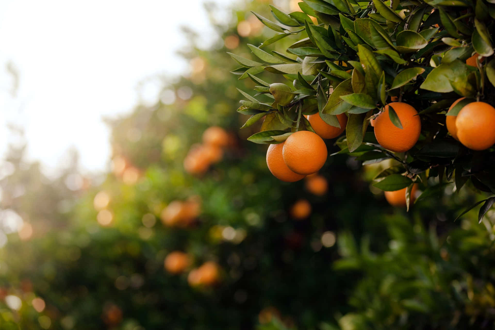 Apelsinernaväxer På Ett Träd I Solen Wallpaper