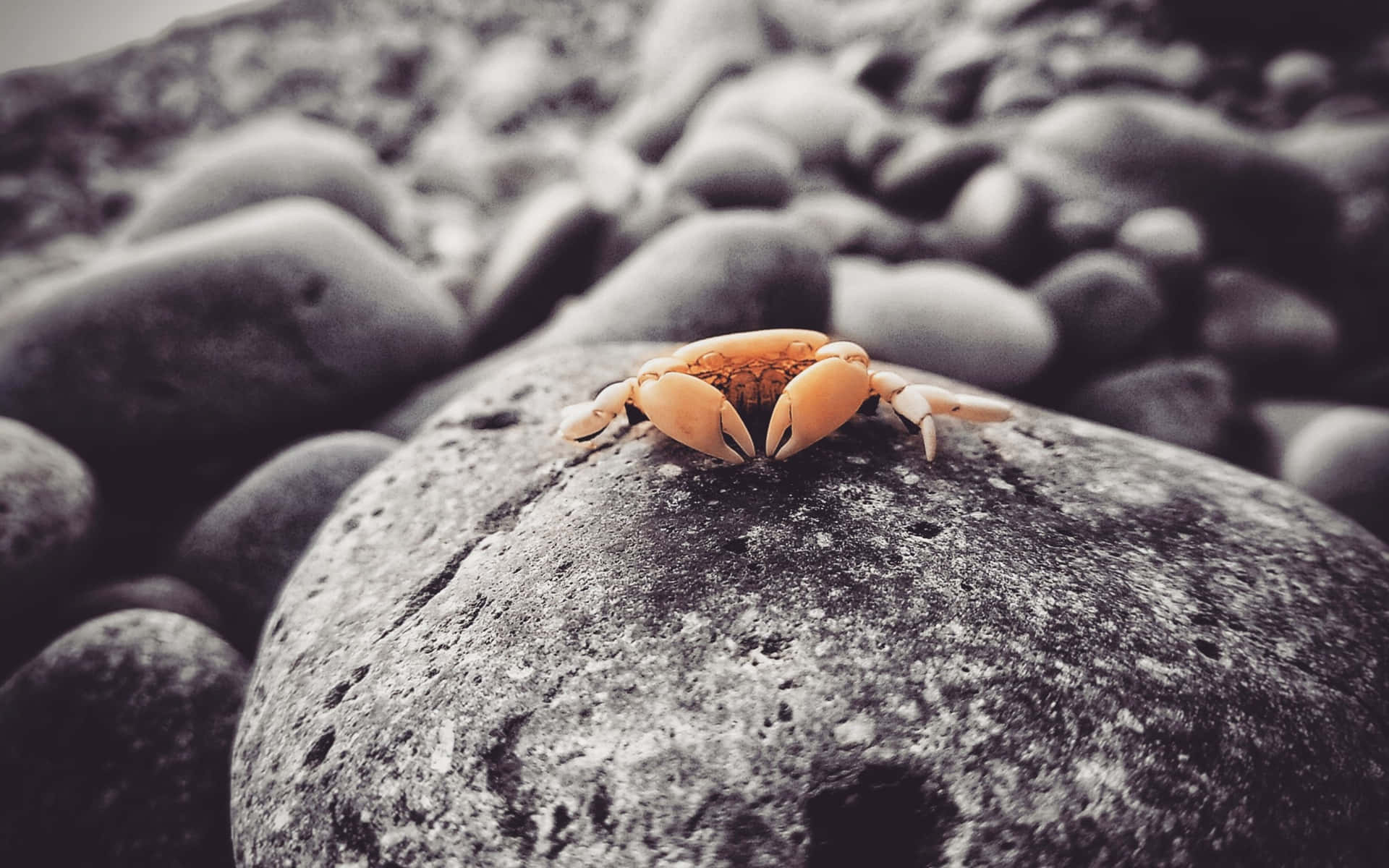 A Crab Is Sitting On A Rock Wallpaper