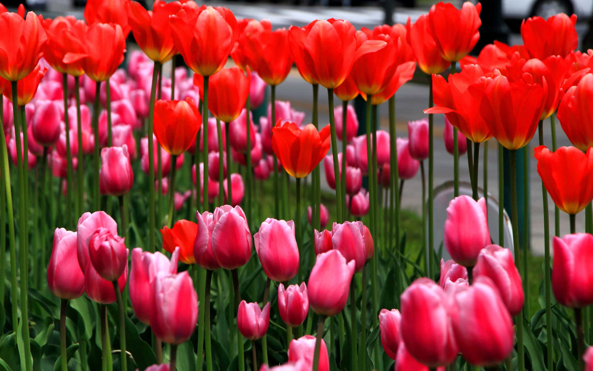 A Row Of Tulips Wallpaper