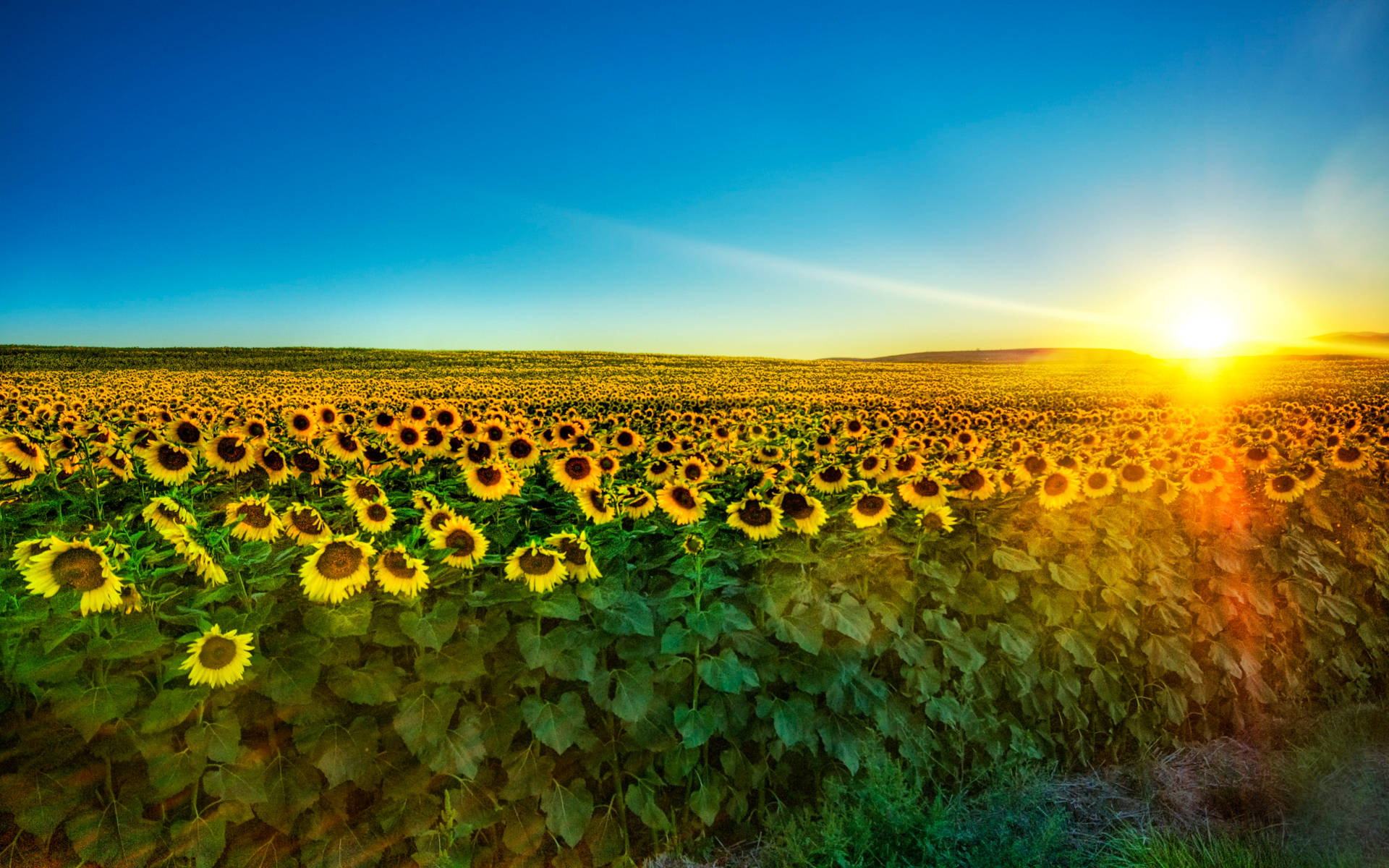 2k Sunflower Field Wallpaper