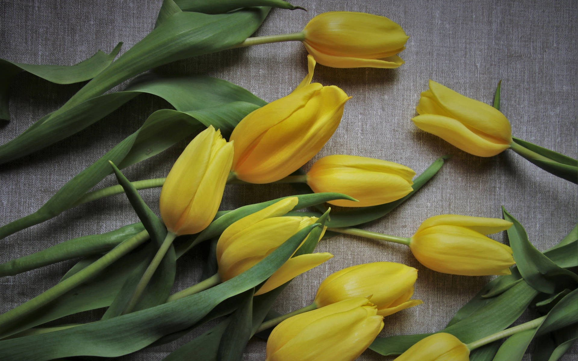 2k Yellow Tulips Wallpaper