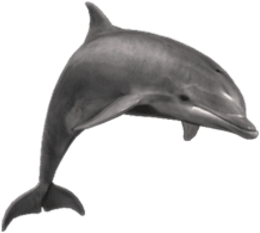 3 D Model Dolphin Swimming PNG