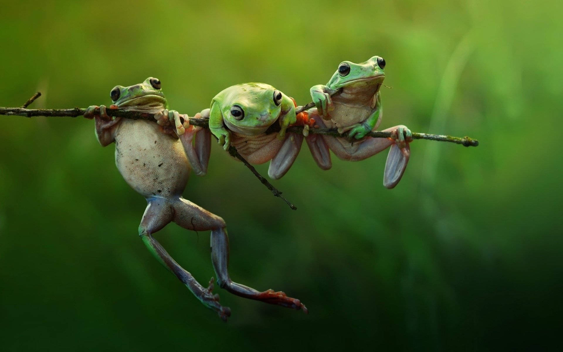 3 Frog Bedste Venner Wallpaper