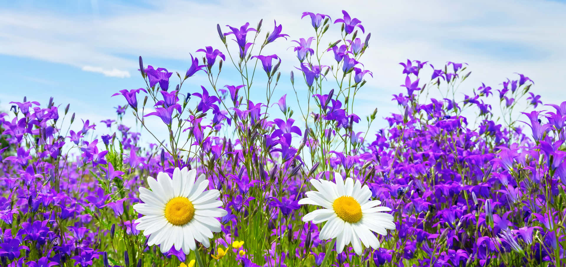A Field Of Purple Flowers And A Blue Sky Wallpaper
