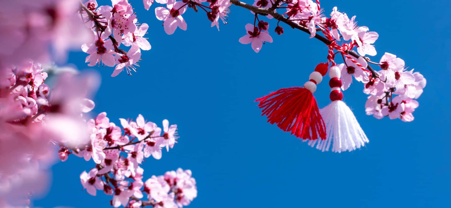 A White Tassel Hangs From A Branch Of Cherry Blossoms Wallpaper