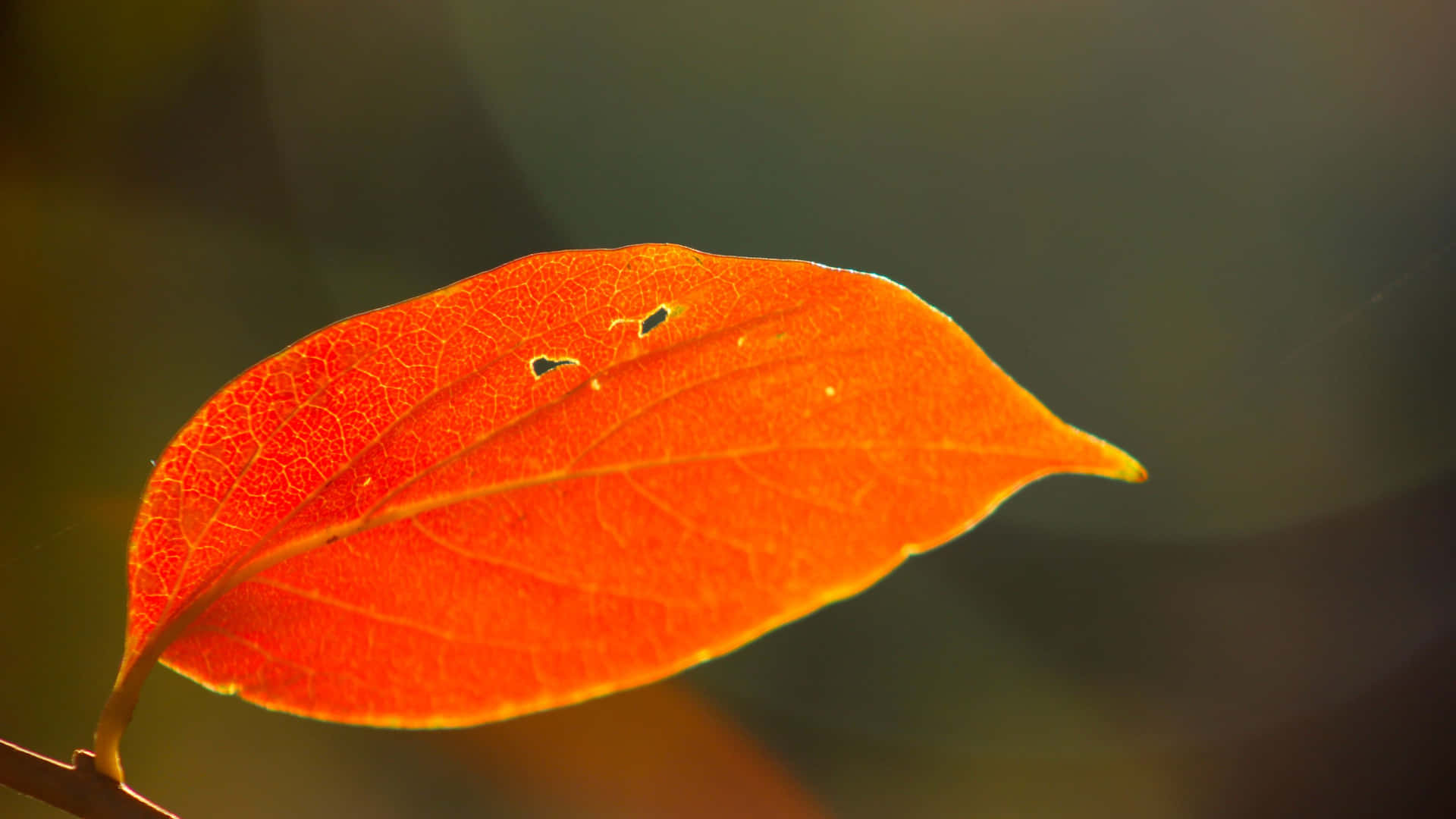 A Leaf With A Red Color Wallpaper