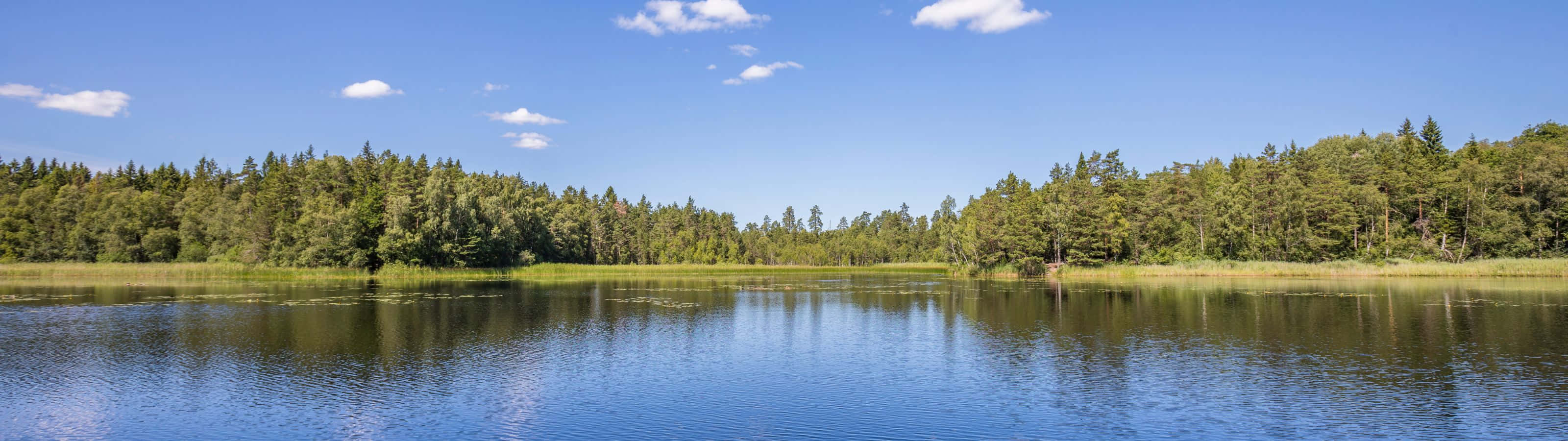 A Lake Surrounded By Trees And A Blue Sky Wallpaper