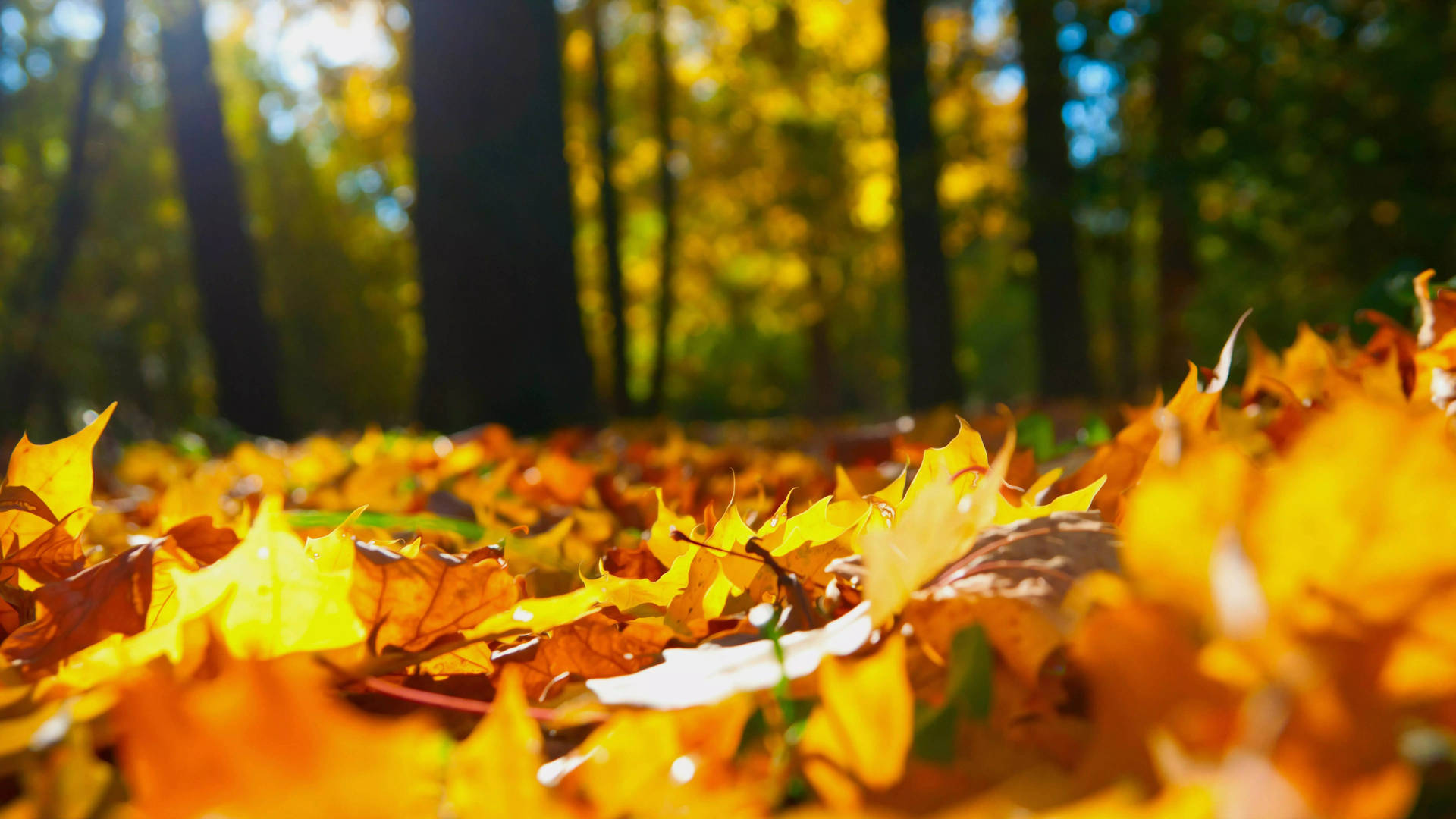 32K Ultra HD Nature Autumn Leaves On Ground Wallpaper