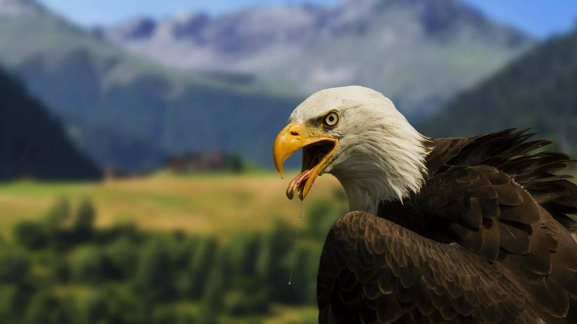 32K Ultra HD Nature Bald Eagle Wallpaper