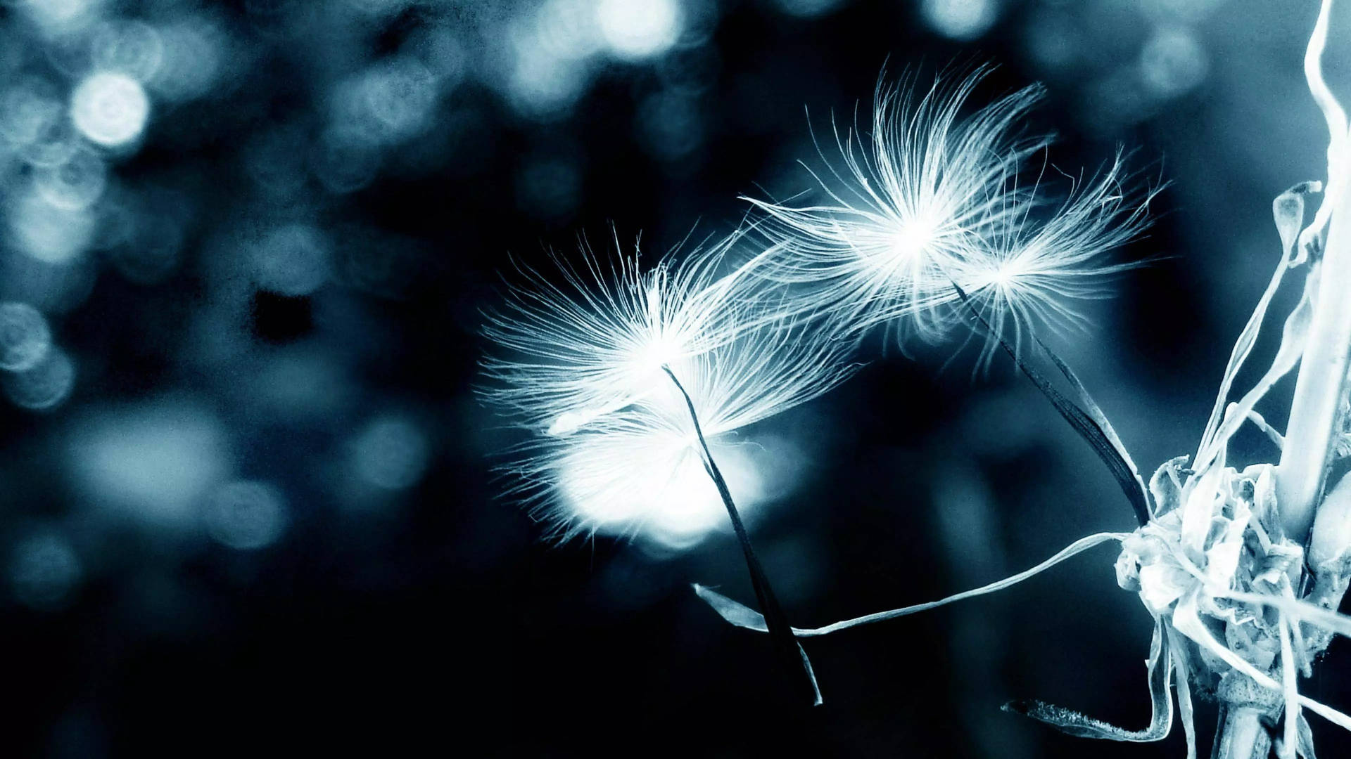 32k Ultra Hd Nature Black And White Dandelions Background