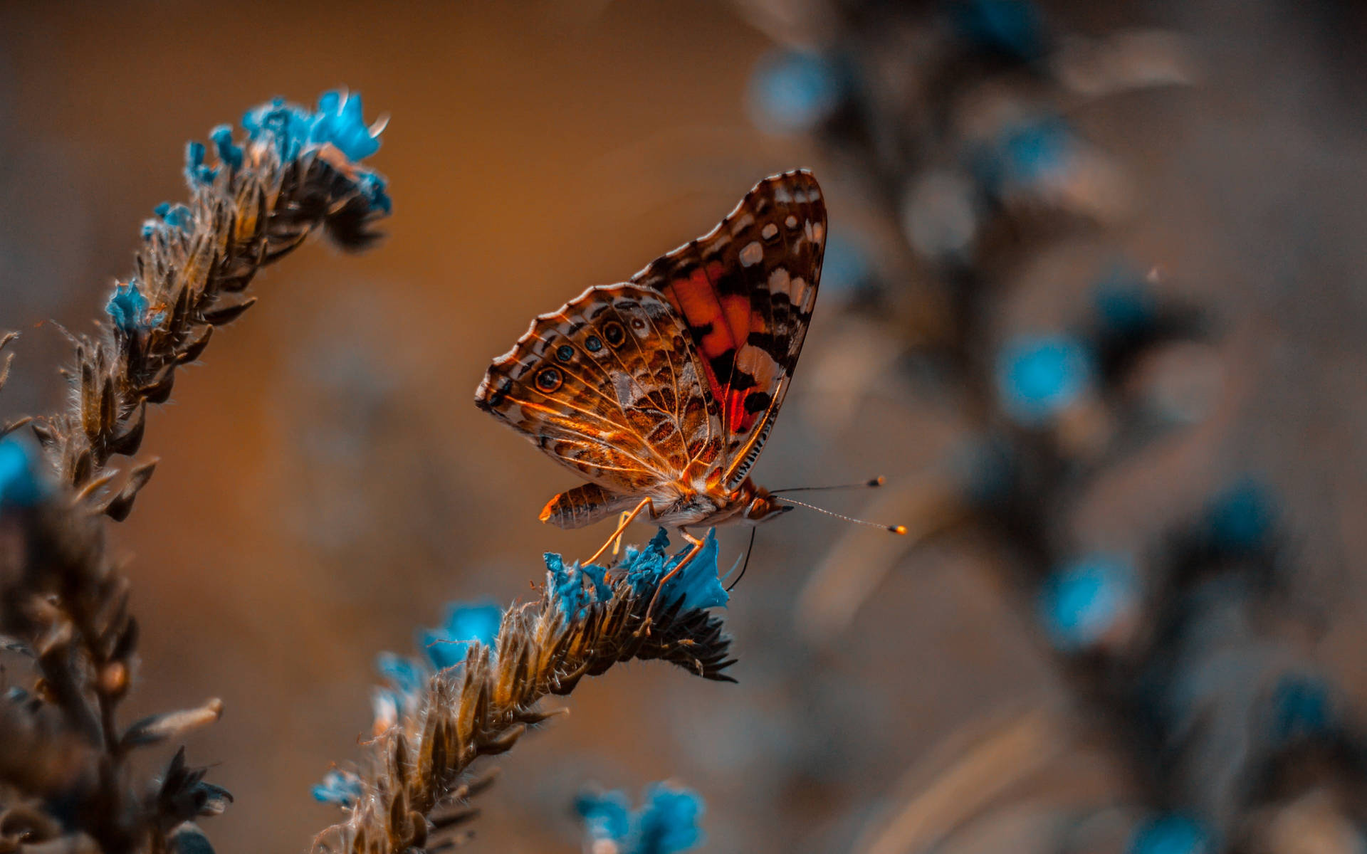 32K Ultra HD Nature Butterfly On Blue Plant Wallpaper