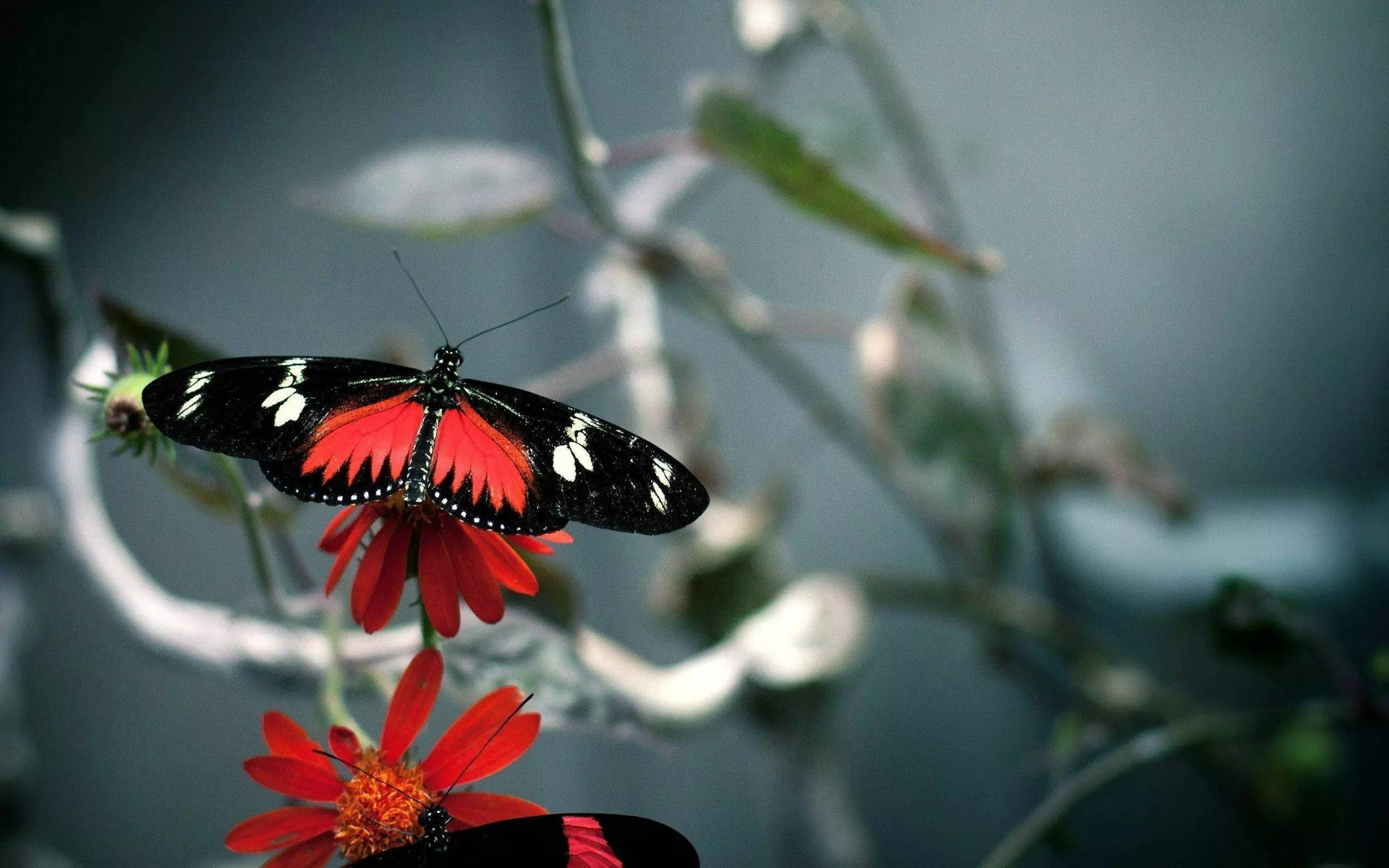 32k Ultra Hd Nature Butterfly On Branch Background
