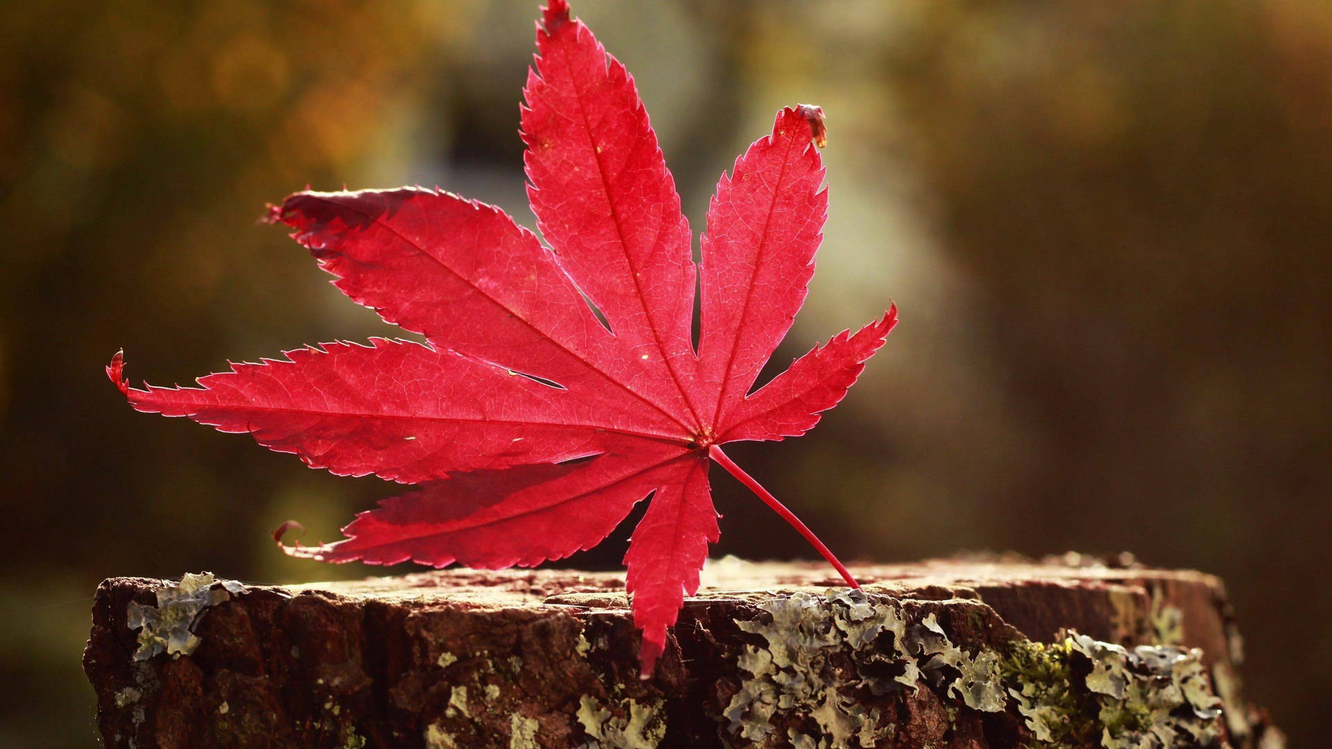 32k Ultra Hd Nature Maple Leaf On Stump Background