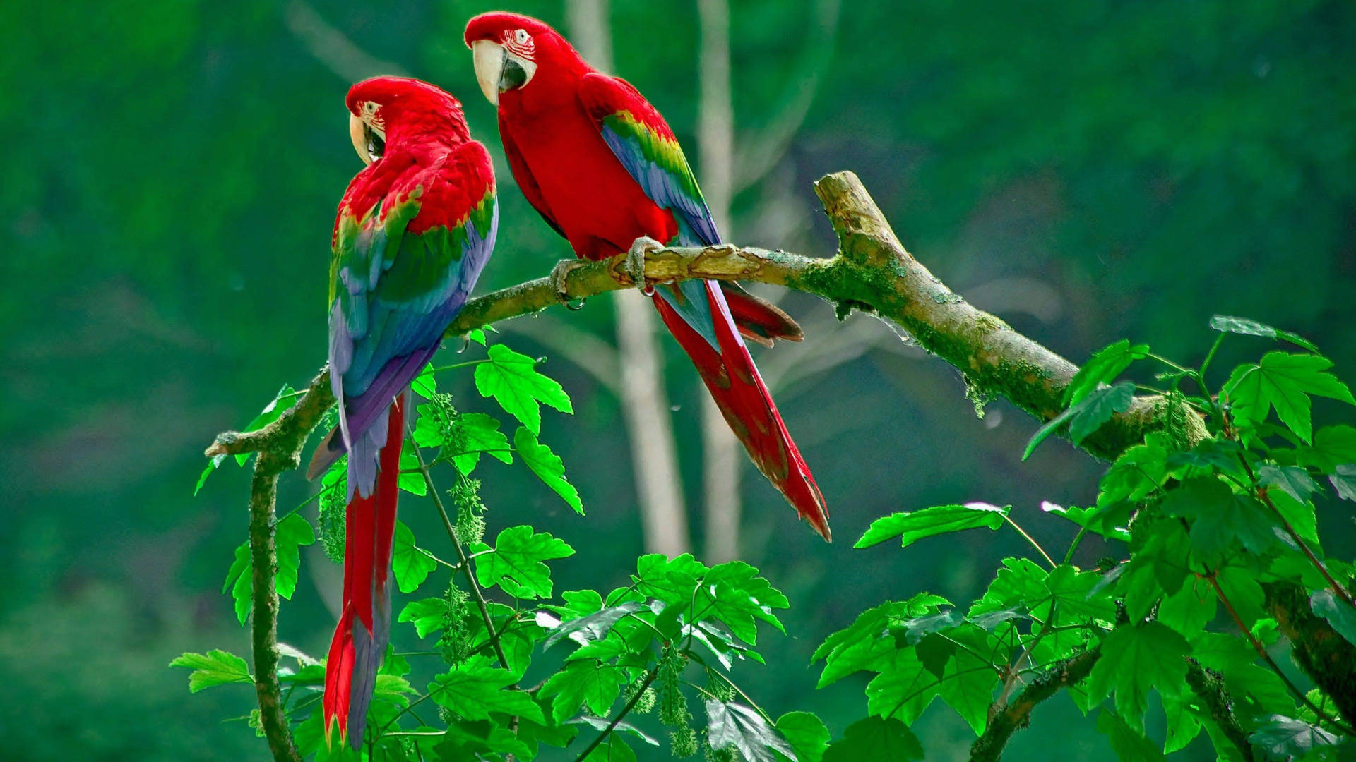 32K Ultra HD Nature Parrots On Branch Wallpaper