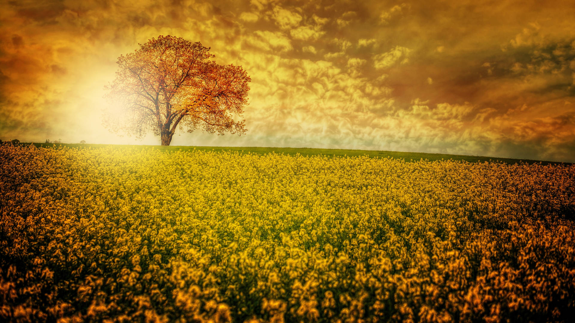 32k Ultra Hd Nature Yellow Aesthetic Flower Field Background