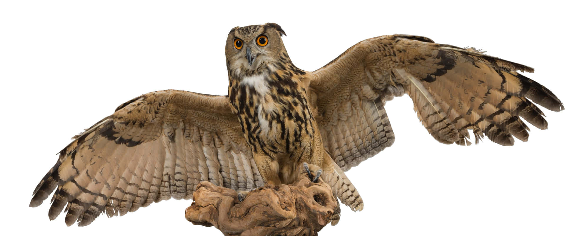 3440x1440 Animal Eurasian Eagle Owl Wallpaper