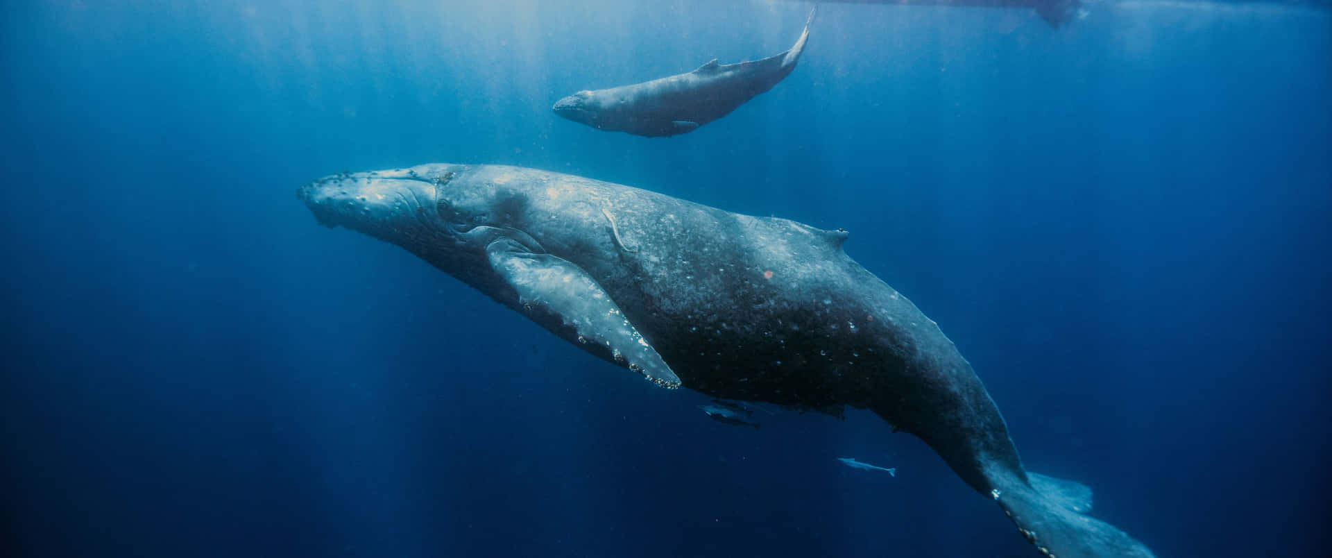 3440x1440 Animal Whale In Ocean Wallpaper