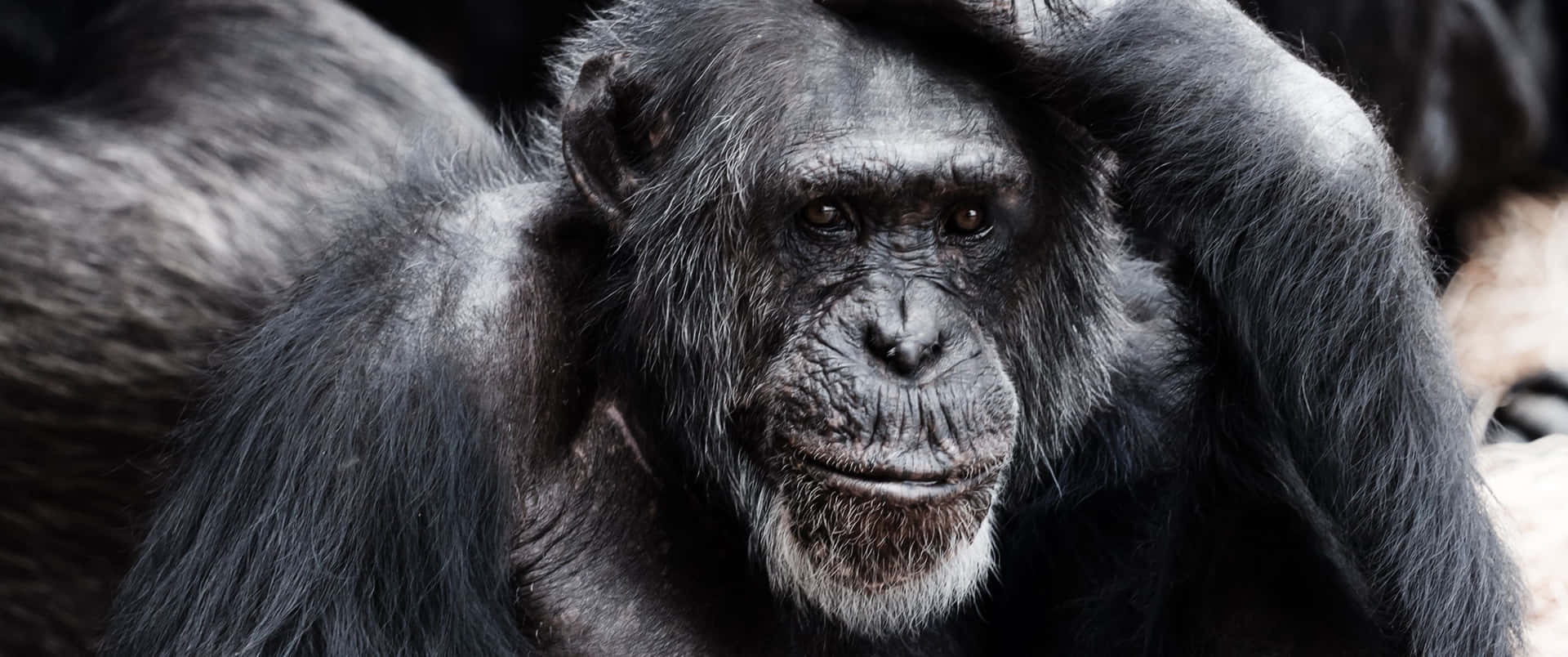 3440x1440 Dyre Chimpanze klør sig i hovedet Wallpaper