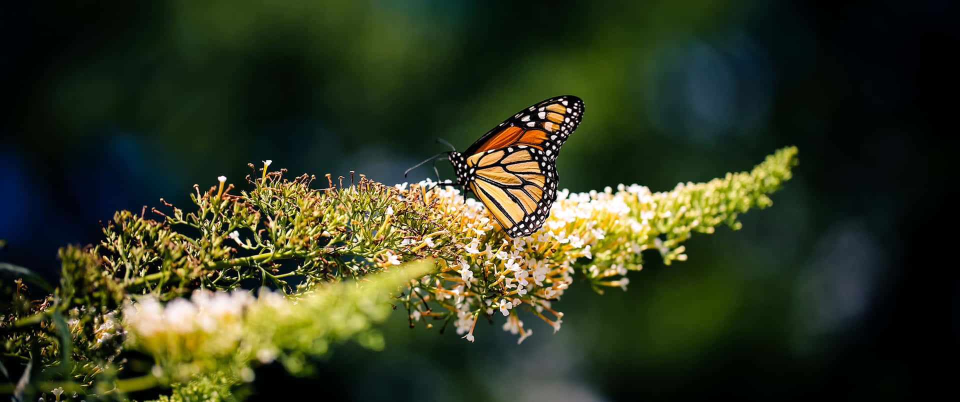 3440x1440 Animal Naranja Mariposa Monarca Fondo de pantalla