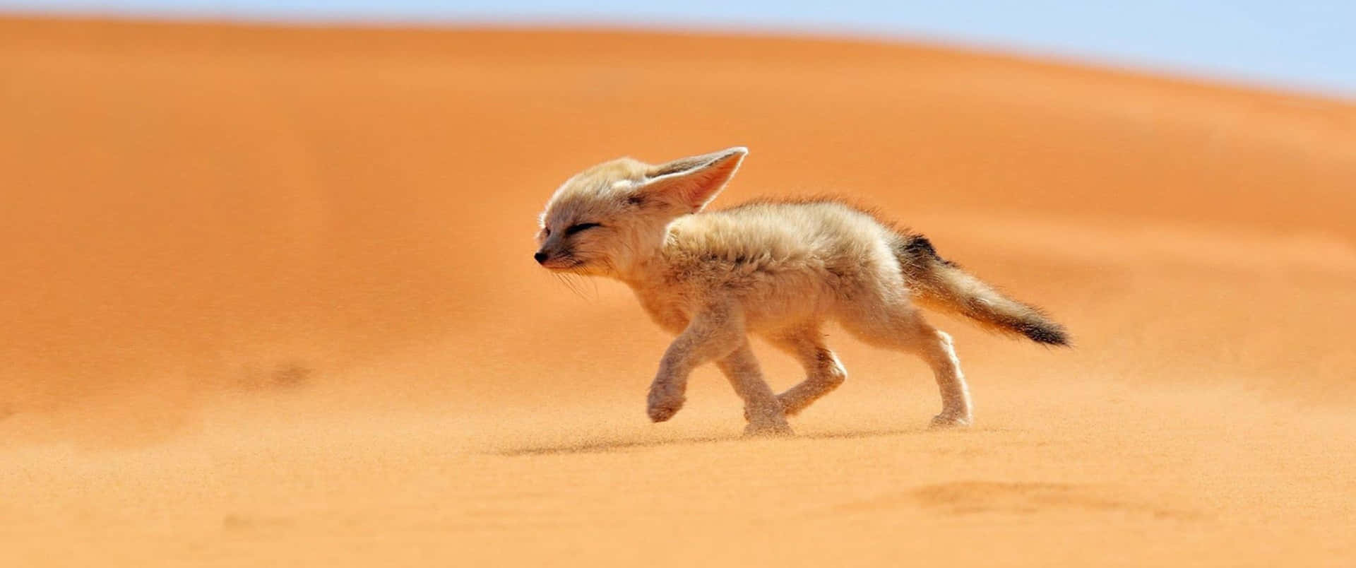 3440x1440 Animal Fennec Fox On Desert Wallpaper