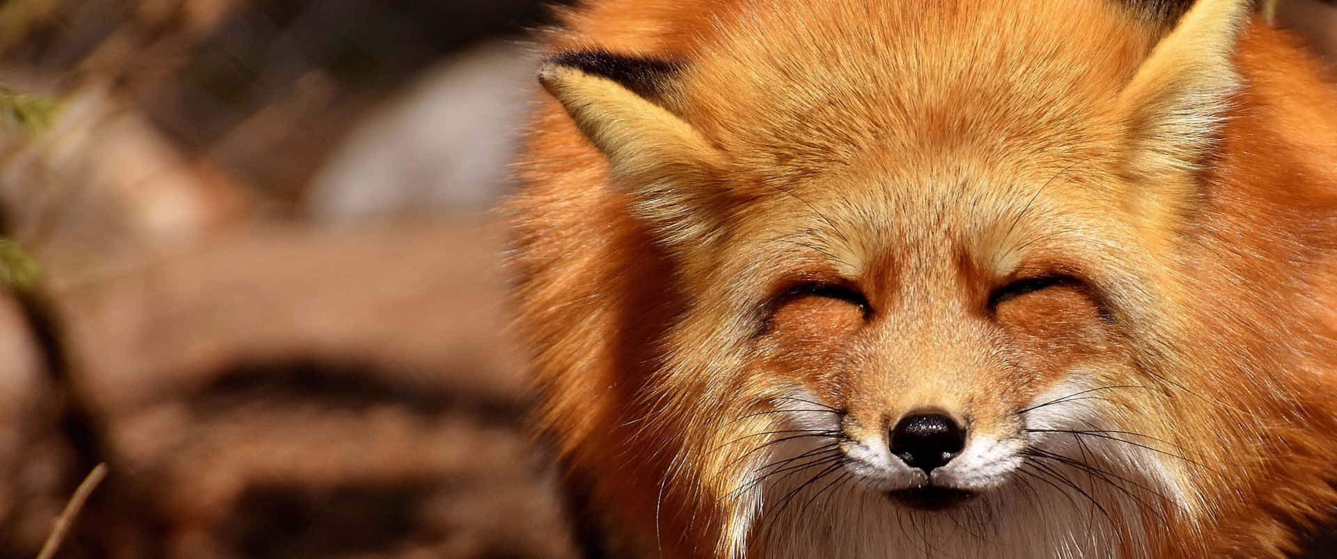 3440x1440 Animal Red Squinting Fox Wallpaper