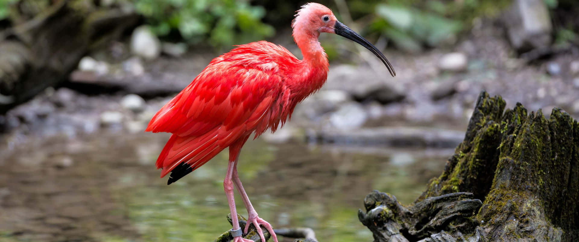 3440x1440 Animal Scarlet Ibis By The Stream Wallpaper