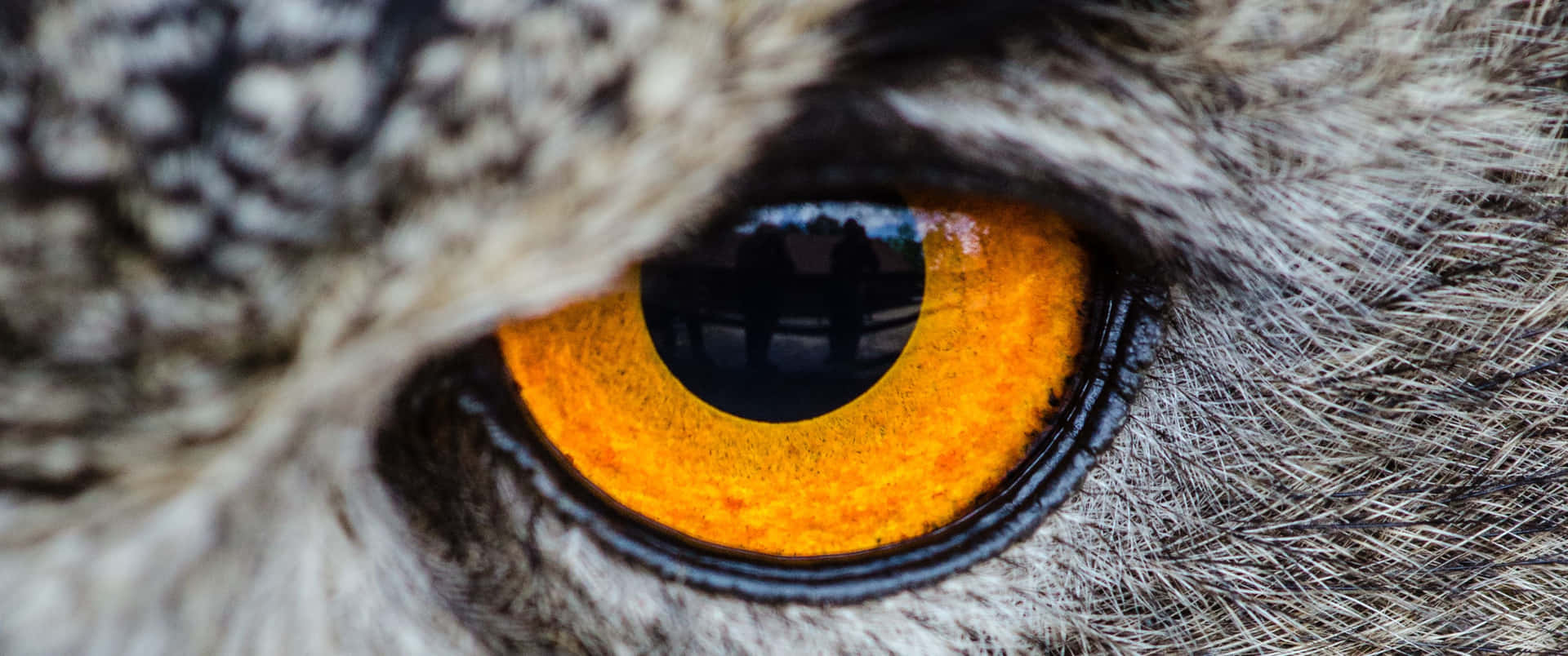 3440x1440 Animal Yellow Owl Eye Wallpaper