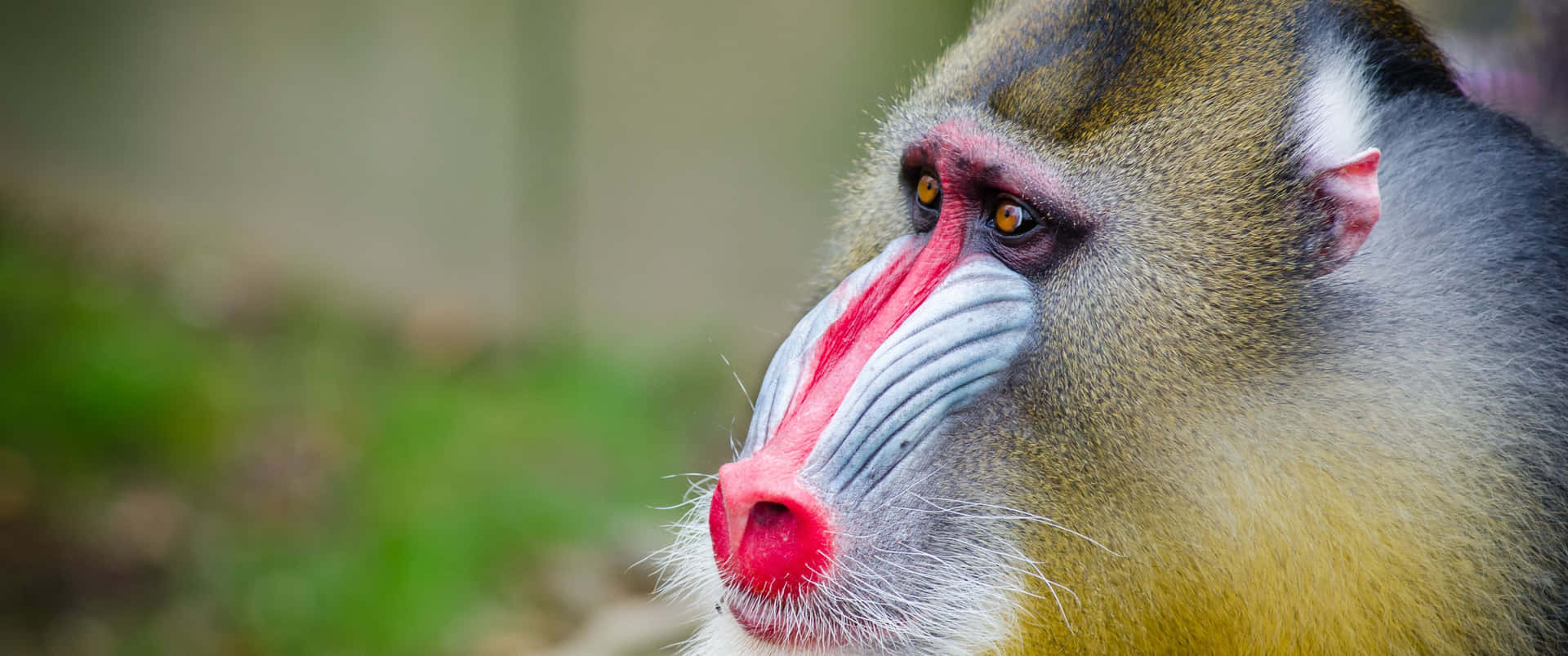 3440x1440 Animal Brown And Beige Mandrill Wallpaper