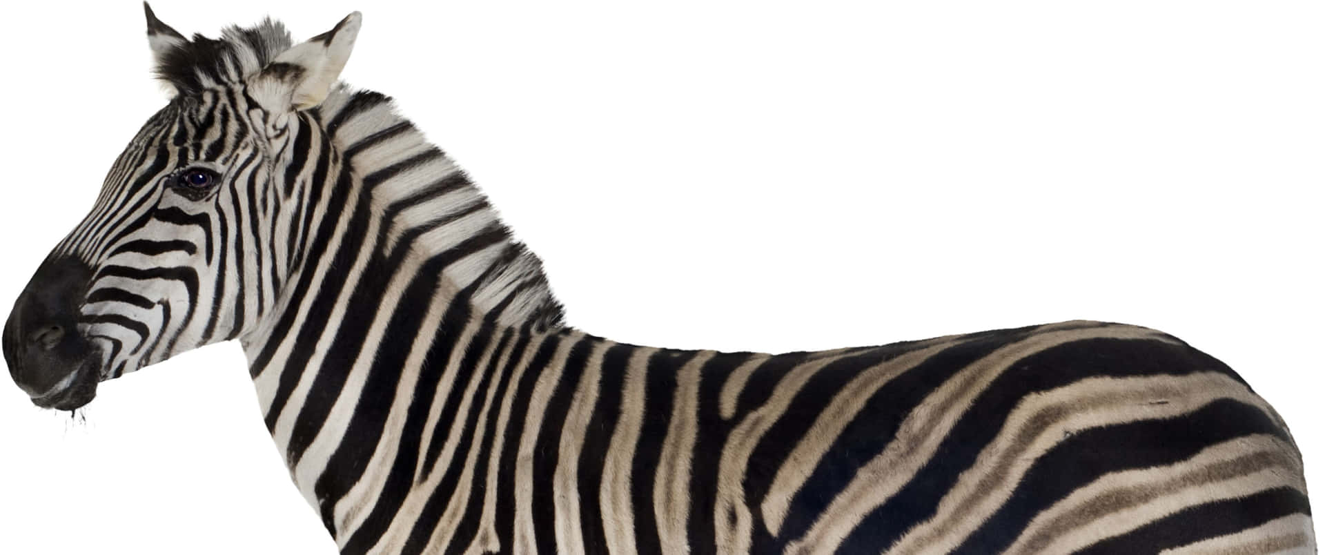 3440x1440 Animal Black And White Zebra Wallpaper