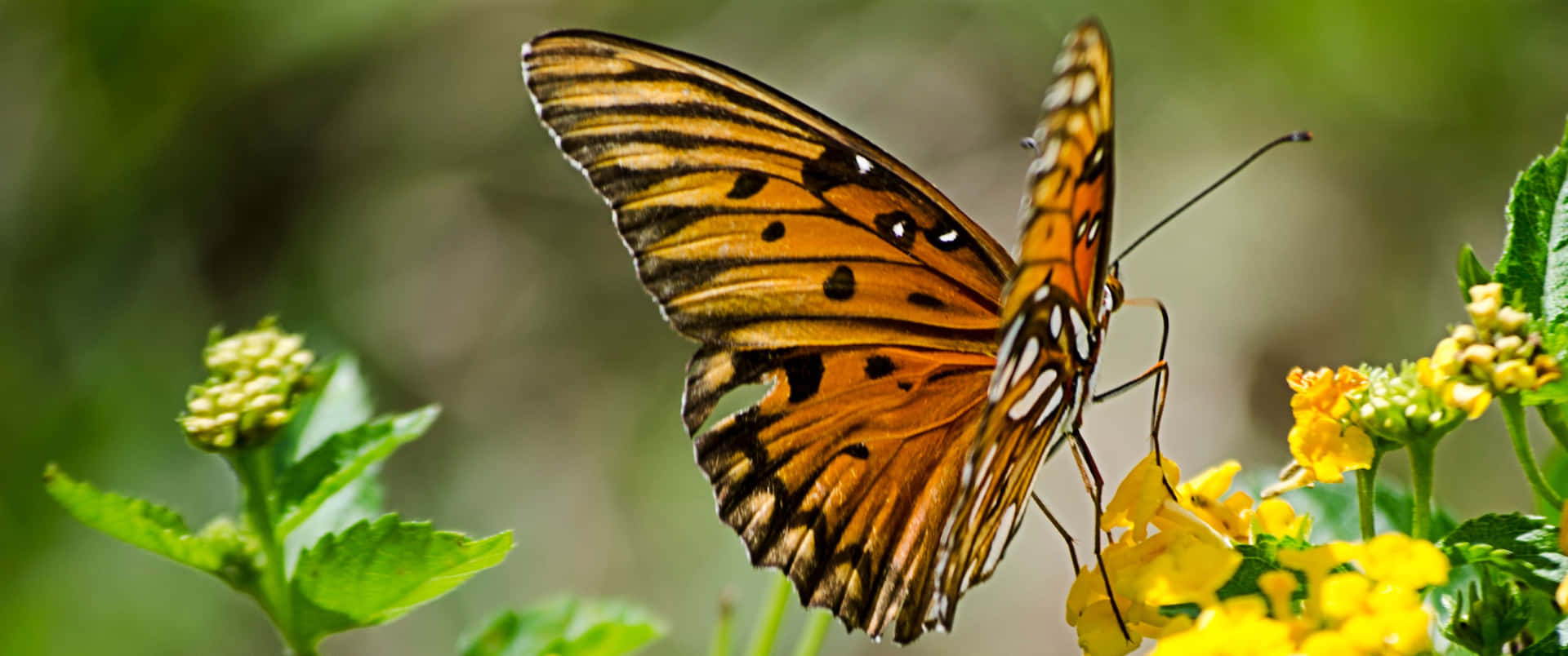 3440x1440 Animal Gulf Fritillary Butterfly Wallpaper
