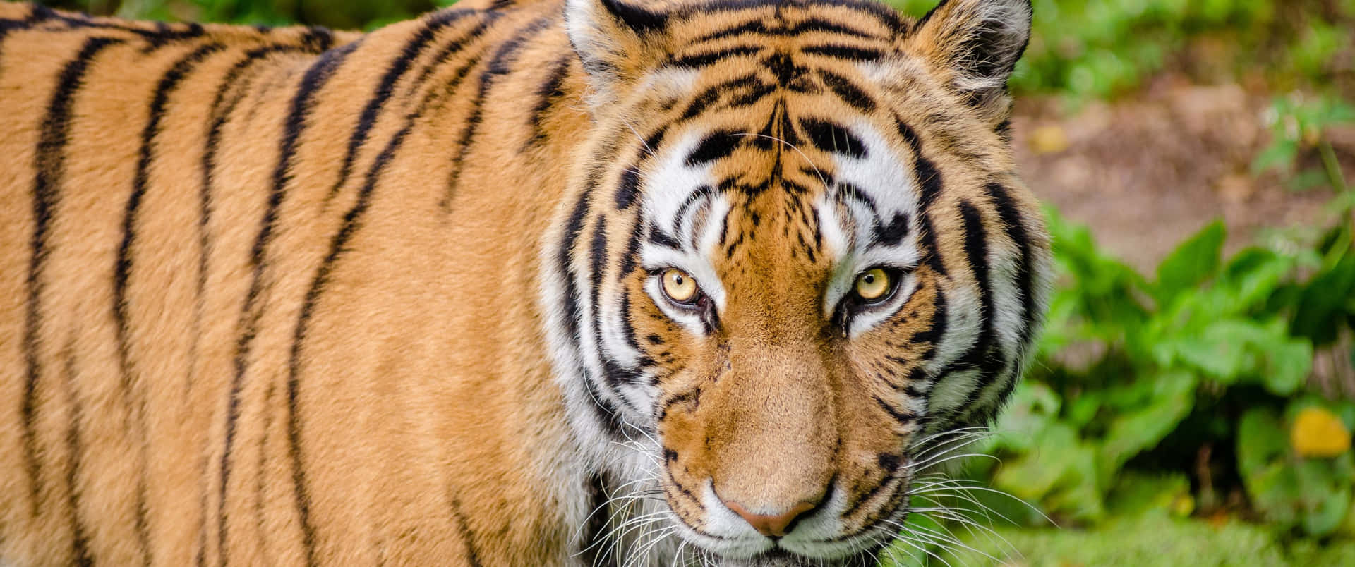3440x1440 Animal Striped Bengal Tiger Wallpaper