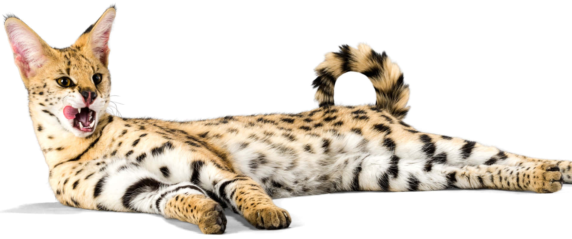 3440x1440 Animal Spotty Serval Cat Wallpaper