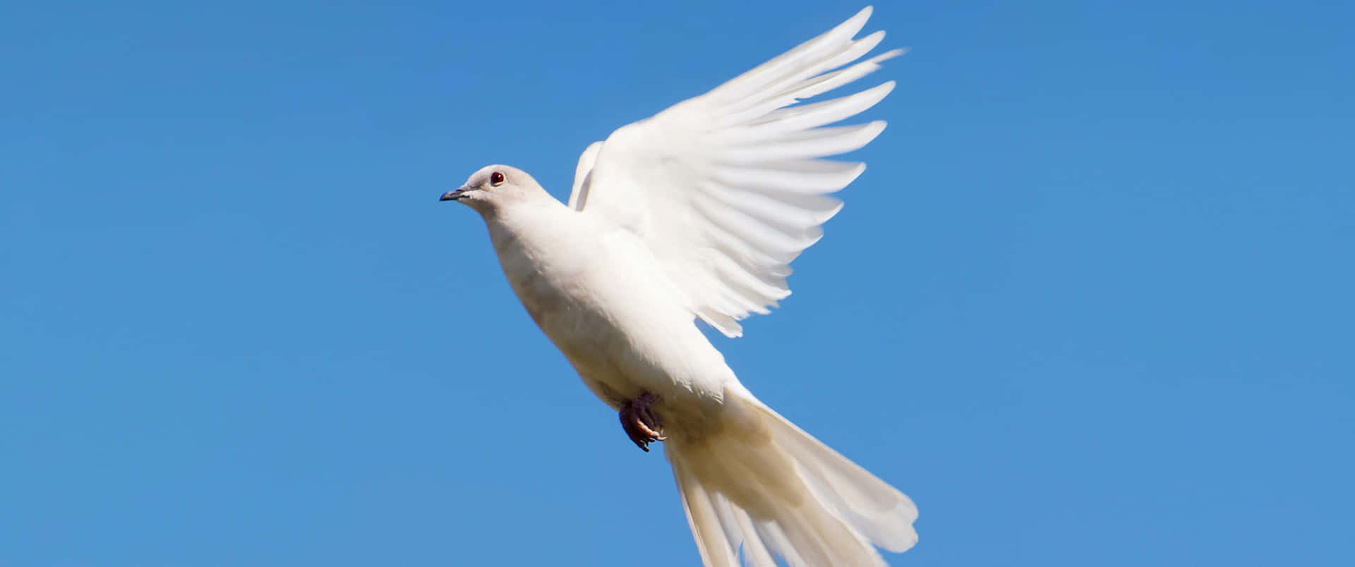 3440x1440 Animal Flying White Dove Wallpaper