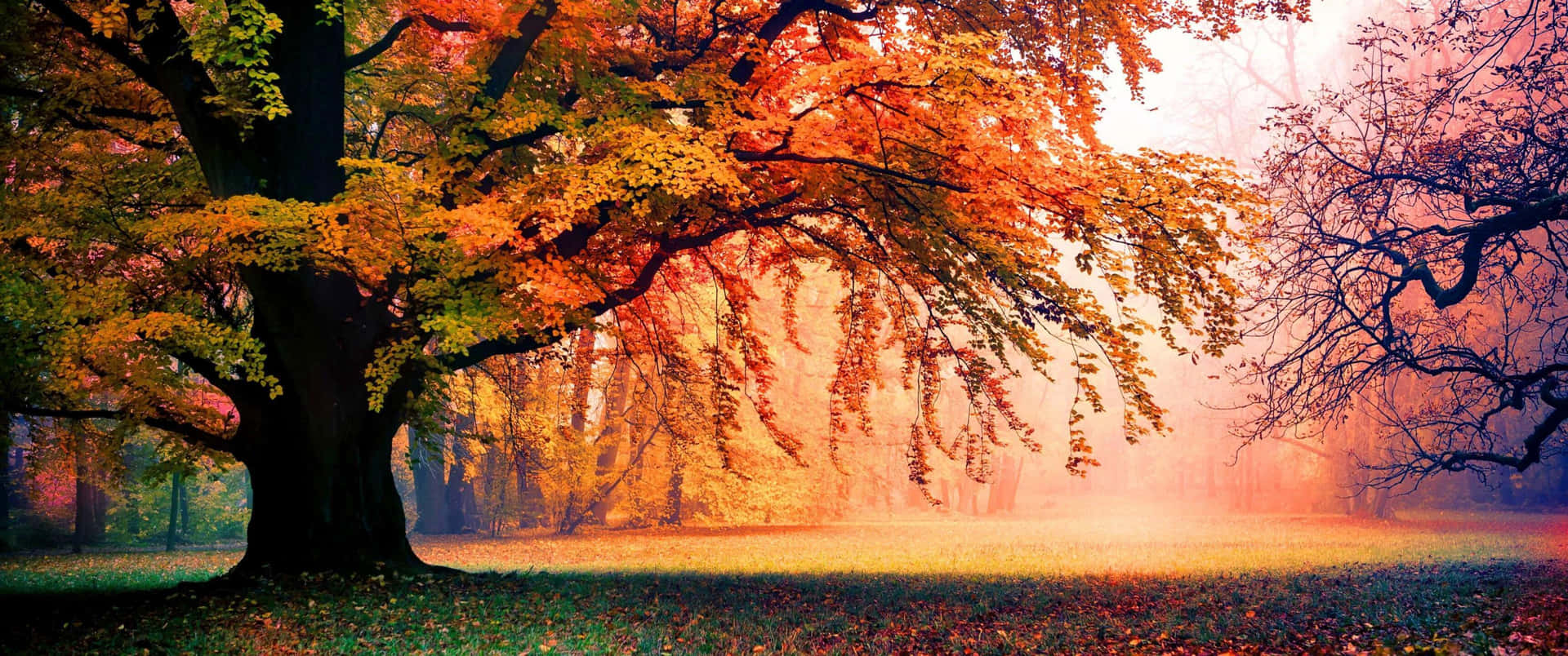 "Celebrate the season with a beautiful autumn backdrop!" Wallpaper