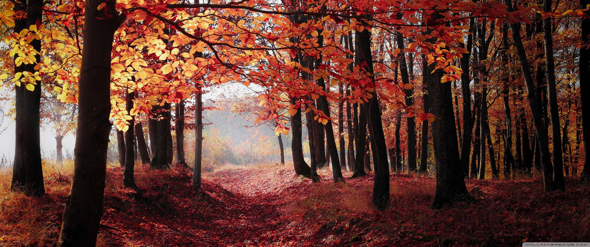 Take in the beauty of a fall landscape Wallpaper