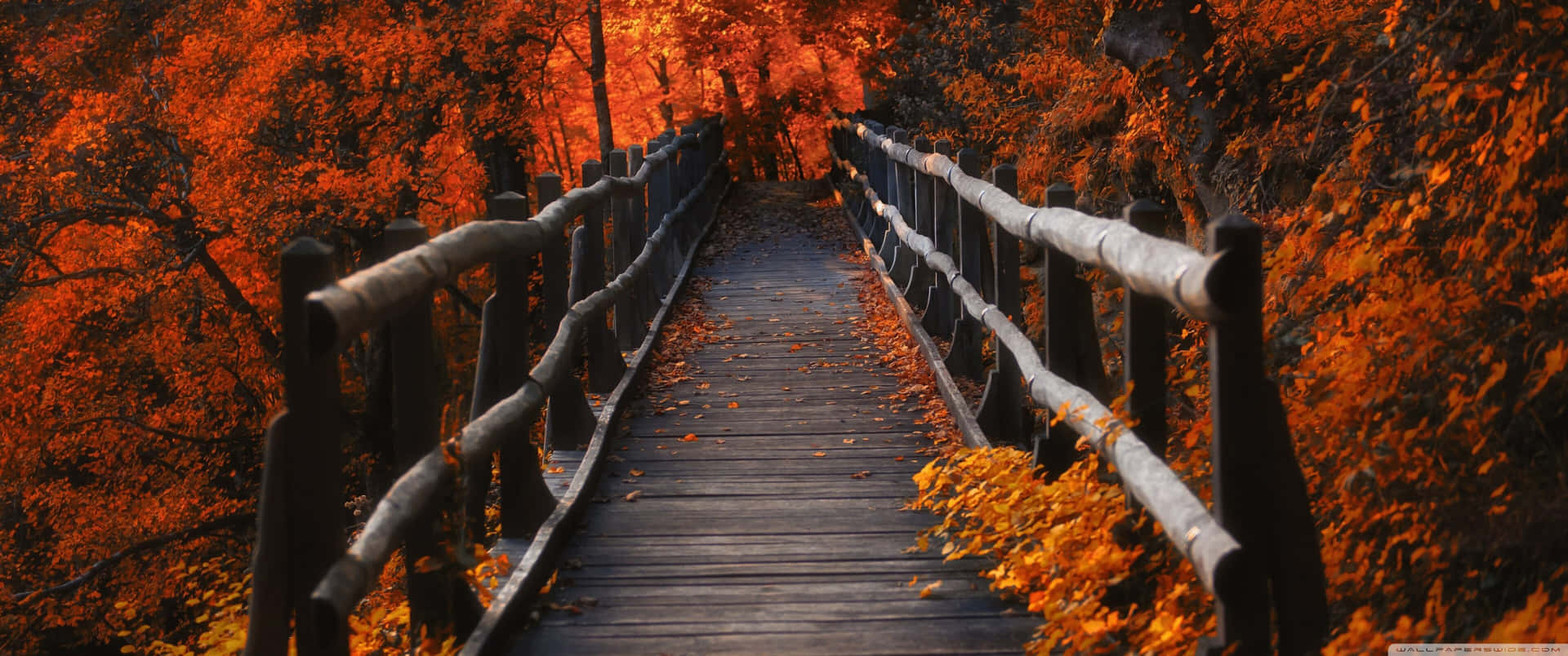 Genießedie Schönheit Der Natur Im Herbst! Wallpaper