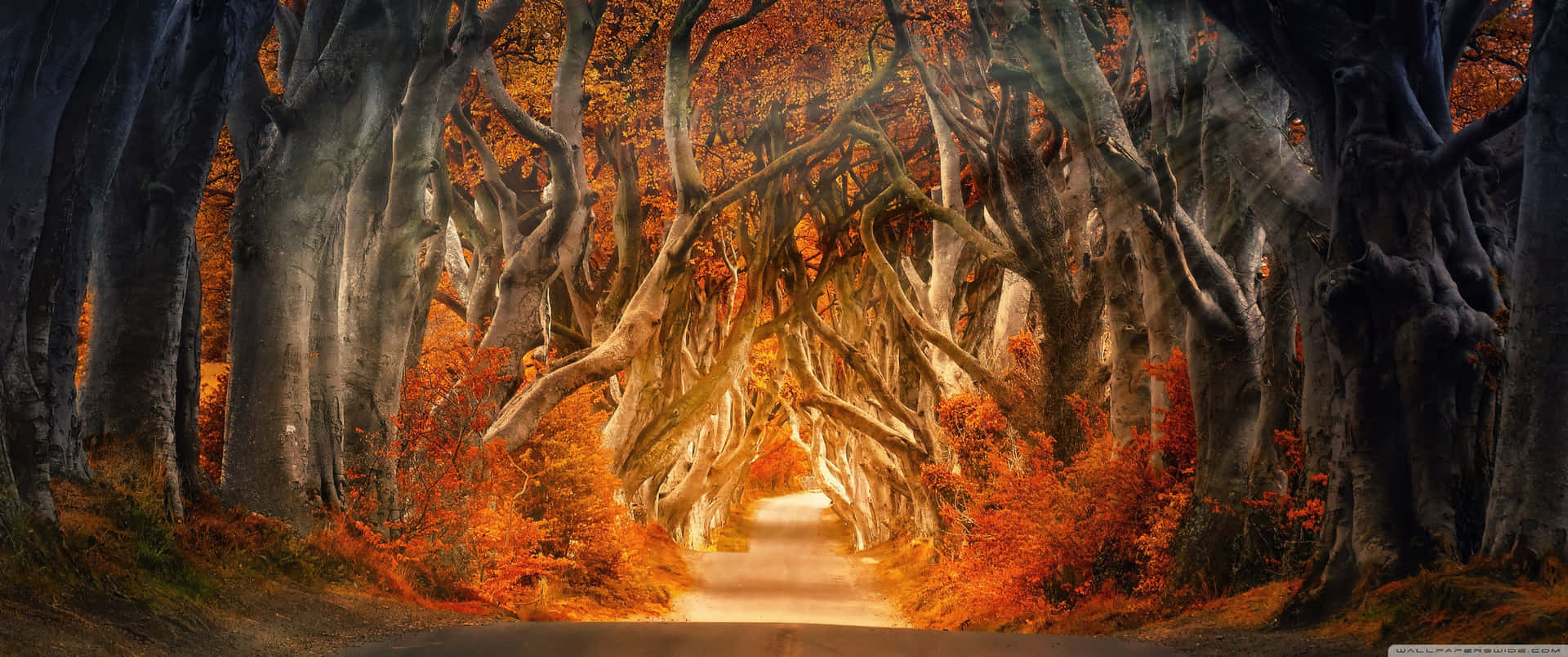 Einmosaik Aus Blättern Heißt Den Herbst Willkommen In Einem Kaleidoskop Warmer Farben. Wallpaper