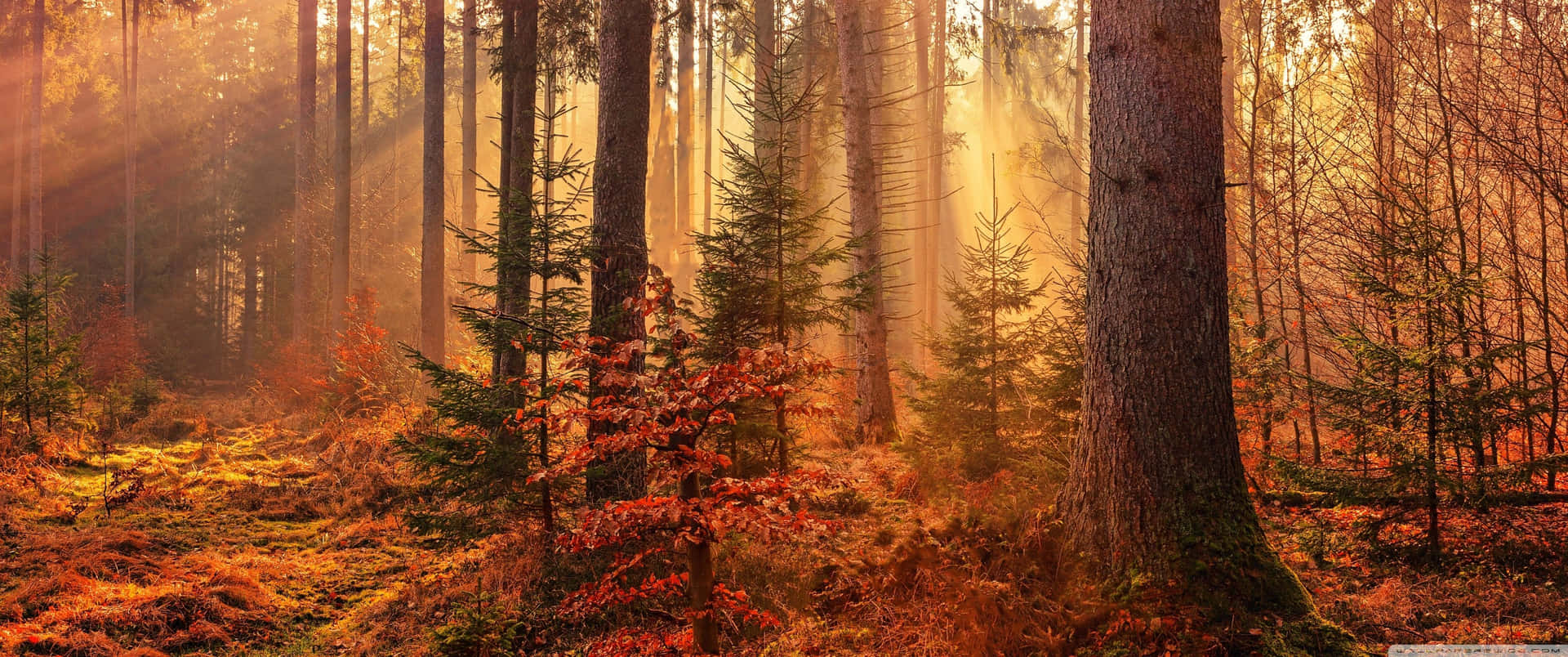 Einwunderschöner Herbsttag Im Wald Wallpaper