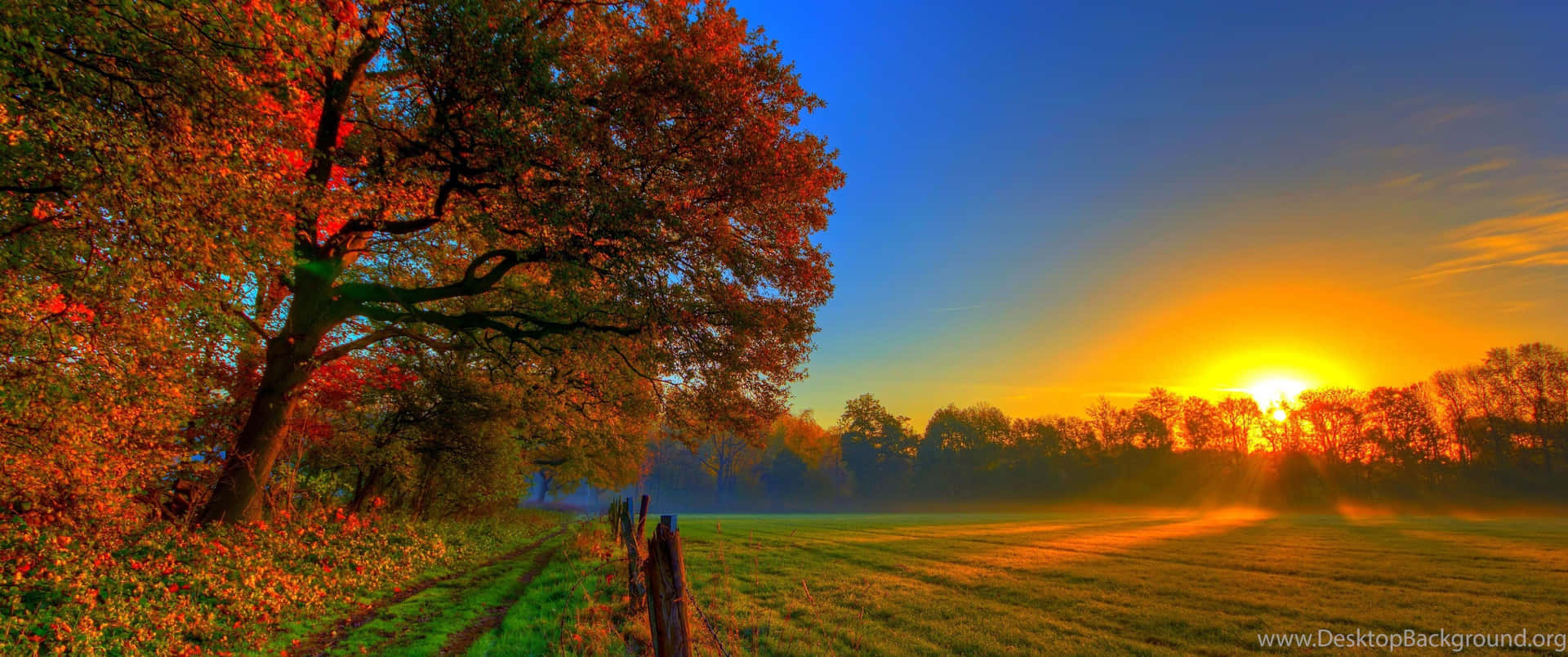3440x1440 Fall Season Trees In Field With Sunset Wallpaper