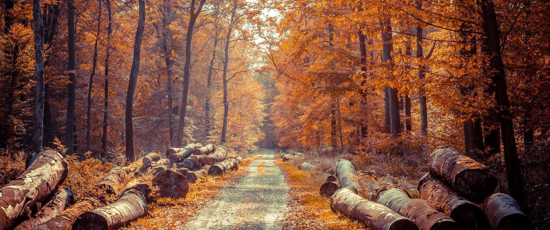 Enjoy the vibrant colors of autumn with this 3440x1440 fall wallpaper Wallpaper