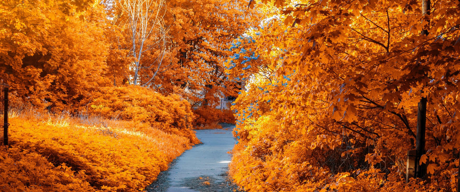 Fall Into the Season of Color Wallpaper