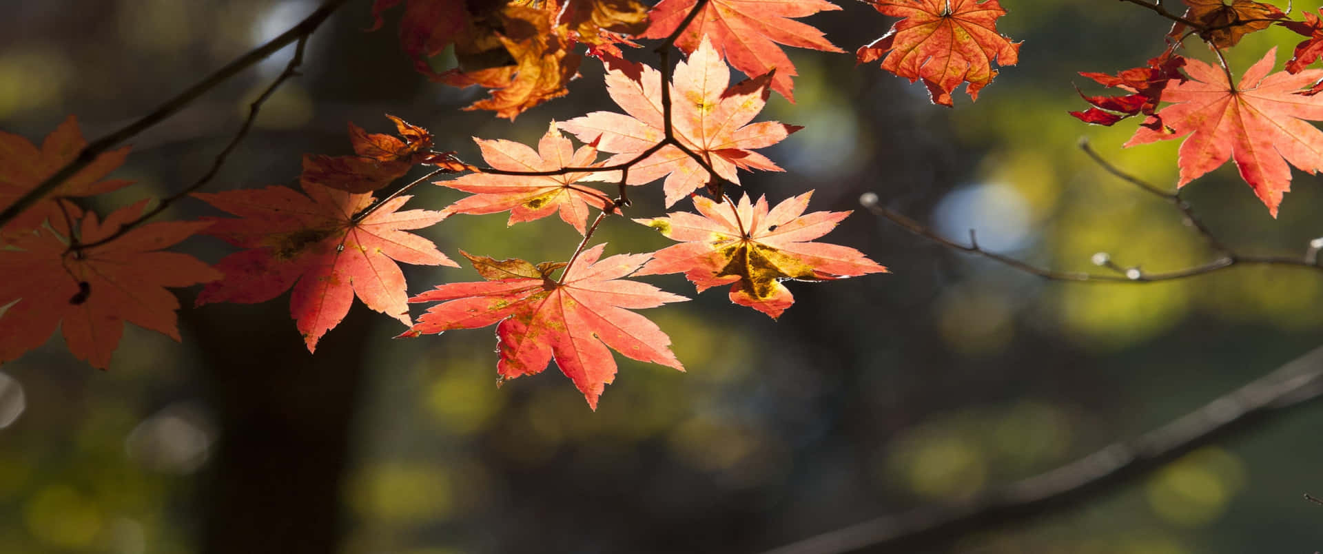 Goditiil Foliage Dell'autunno Sfondo