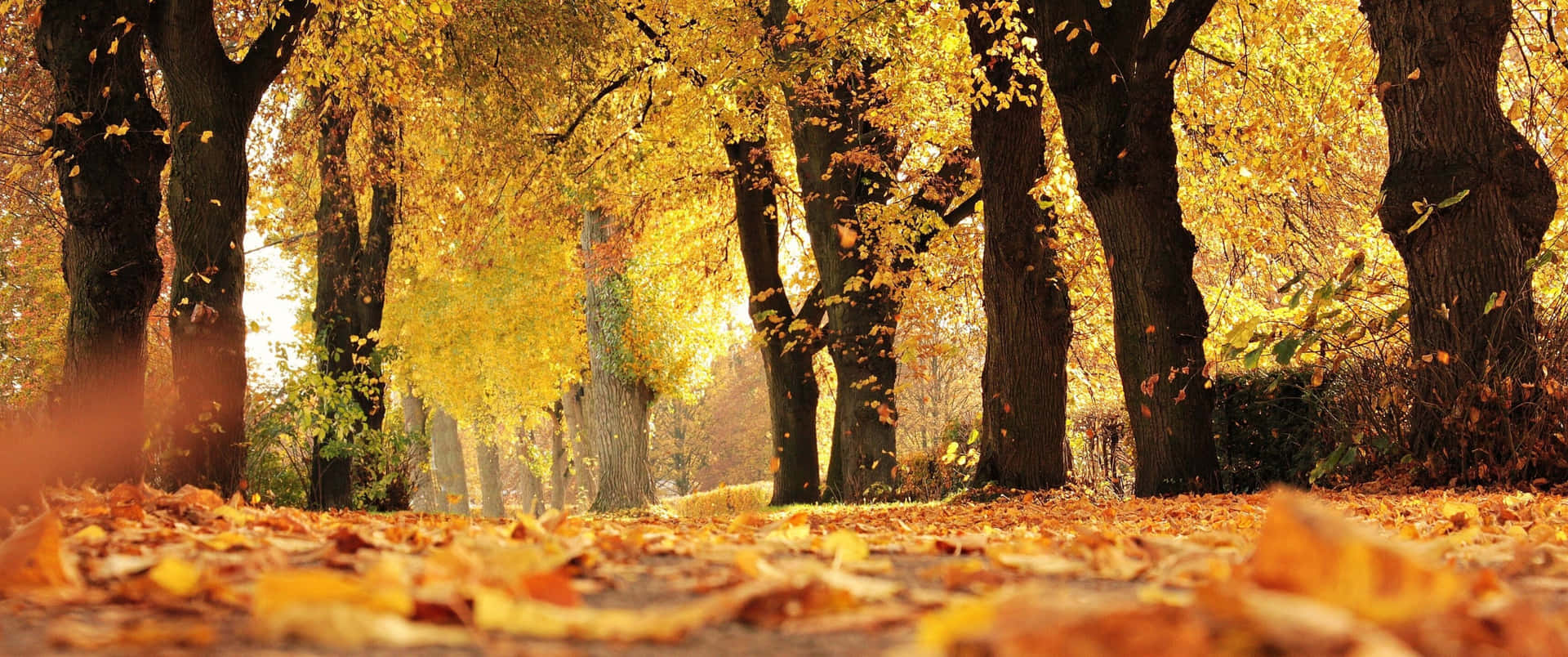 A mesmerizing view of a fall morning Wallpaper